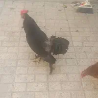 خروس سیاه پا پردار ۷ رنگ
