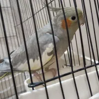 معاوضه ماده عروس هلندی با نر|پرنده|تهران, مشیریه|دیوار