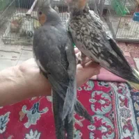 پرنده|پرنده|شهرکرد, |دیوار