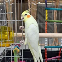 عروس هلندی لوتینو دستی