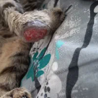 واگذاری گربه چهارماهه|گربه|قم, شهرک امام حسن|دیوار