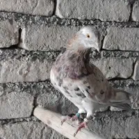 کبوتر .هما.سرور.دهاتی پرشی|پرنده|ری, شهید بهشتی|دیوار