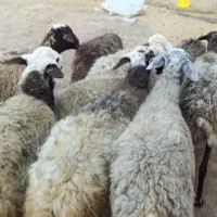 12 راس گوسفند جوان و چاق  ،مایه کرده آبستن|حیوانات مزرعه|قزوین, |دیوار