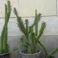 معاوَضه گلدان کاکتوس