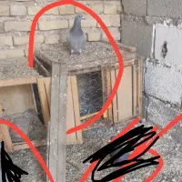 کبوتر