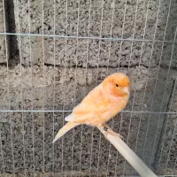 قناری ردفاکتور اصل