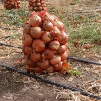 اکیپ برای پیاز