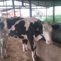 گاو ماده لیشه