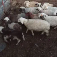 بره|حیوانات مزرعه|سپیدان, |دیوار