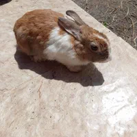 خرگوش
