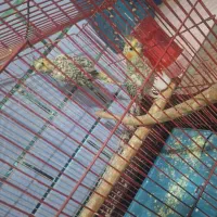 عروس هلندی نر