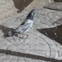 کفتر تیدی رفته قنوات