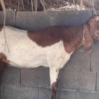 فروشی|حیوانات مزرعه|قصرقند, |دیوار