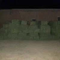 یونجه