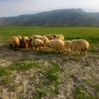 میش بره دار