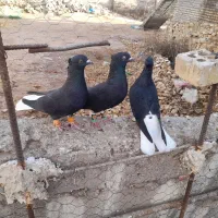 اشعل دمسفید|پرنده|سوسنگرد, |دیوار