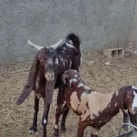 بز پاکستانی|حیوانات مزرعه|طبس, |دیوار