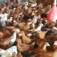 نیمچه محلی دوماهه