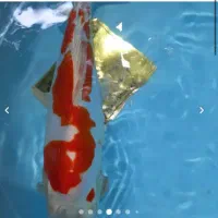 انواع ماهی گلدفیش کوی