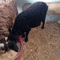 2رس بره1رس بزغاله|حیوانات مزرعه|اسفرورین, |دیوار