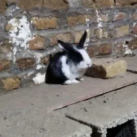 بچه خرگوش سفید مشکی|موش و خرگوش|گنبد کاووس, |دیوار