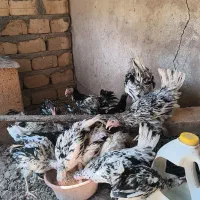 مرغ گلیین