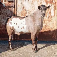 سومال ذات دوقلویی جنس خوب|حیوانات مزرعه|رویدر, |دیوار