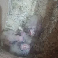 عروس|پرنده|رشت, شهرک صبا|دیوار