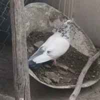 ماده کله شین