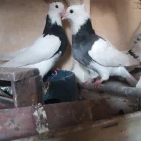 طوقی|پرنده|اهواز, مستغلات|دیوار