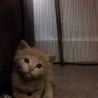 بچه گربه سالم و شیطون یک م