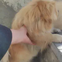 یک سگ پیدا شده