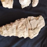 فسیل چند میلیون ساله