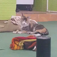 گربه یه هفته هست برنگشته خونه