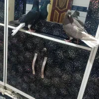 کبوتر