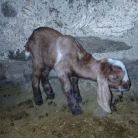 بزغاله|حیوانات مزرعه|جوکار, |دیوار