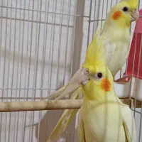 عروس هلندی لوتینو|پرنده|قم, دورشهر|دیوار