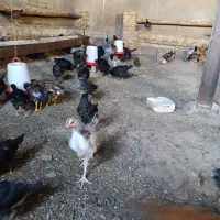 جوجه گلپایگان