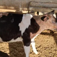 ۷عدد گوساله  ماده از شیر گرفته|حیوانات مزرعه|شاهرود, |دیوار