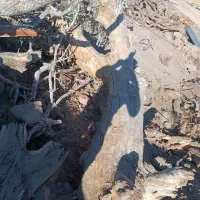 فروش چوب پسته