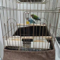 طوطی گرینچیک عروس هلندی فنچ|پرنده|محمدشهر, محمدشهر|دیوار