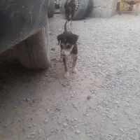 سگ ژرمن باکلاس
