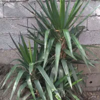 درختچه یوگا زیباوبلند|گل و گیاه طبیعی|پرهسر, |دیوار