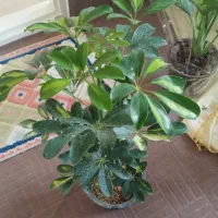 گل و گیاه|گل و گیاه طبیعی|مراغه, |دیوار