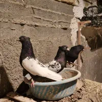 کبوترسینه سیاه