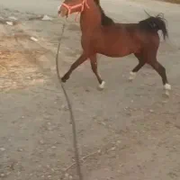 اسب