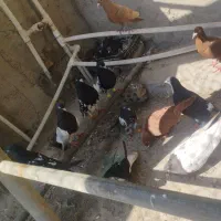 13عدد کبوتر رنگی