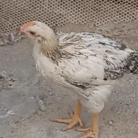 جوجه خروس سفید رسمی