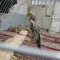 عروس هلندی