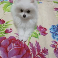 سلام.سگ پامر ۴ماهه فوق العاده بامزه و باهوش|سگ|سمیرم, |دیوار